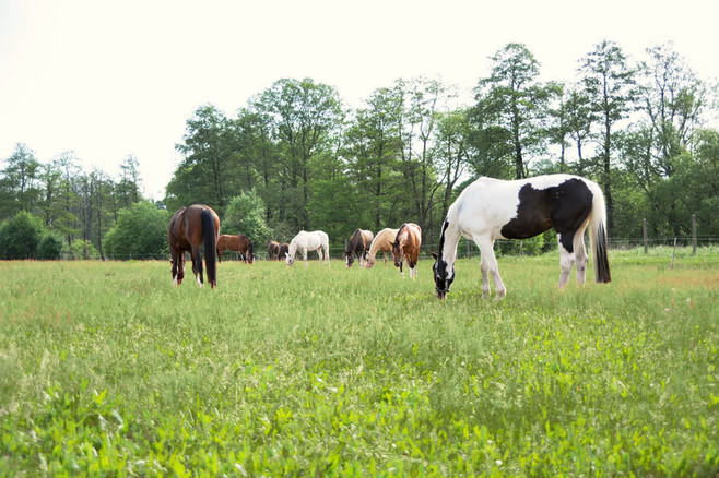 Pferde vom Christinenhof fressen Gras auf der Weide beim Weidegang beim Reiterhof Christinenhof im Berliner Umland