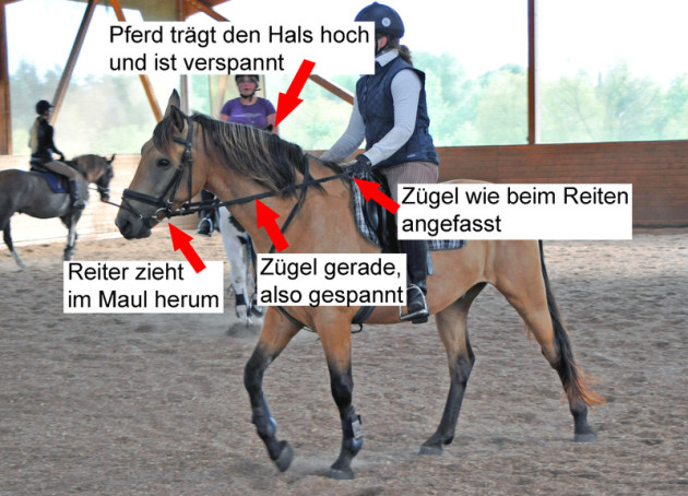 Pferd Reißt Kopf Hoch Beim Zügel Aufnehmen www.reitschule-christinenhof.de