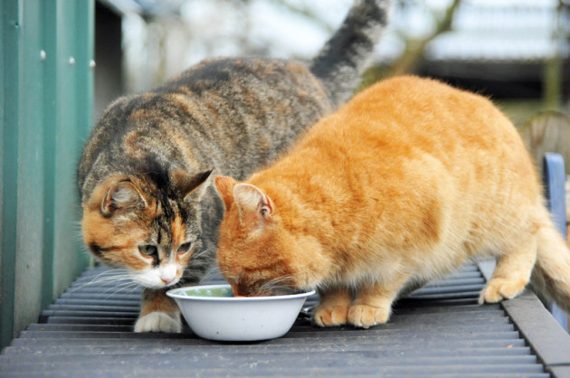 Wilde Streuner Katzen (Wildlinge) bei der Fütterung im Christinenhof. Hier die rote katze Weißspitz und die ihre Katzen Tochter Die Bunte in blak torbie.