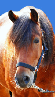 Schimmel Stute Wiesenhofs Gina ist ein zierliches, elegantes Welsh B Pony aus Oberhavel