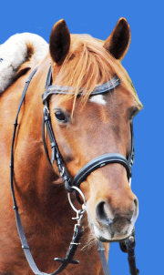 Schimmel Stute Wiesenhofs Gina ist ein zierliches, elegantes Welsh B Pony aus Oberhavel